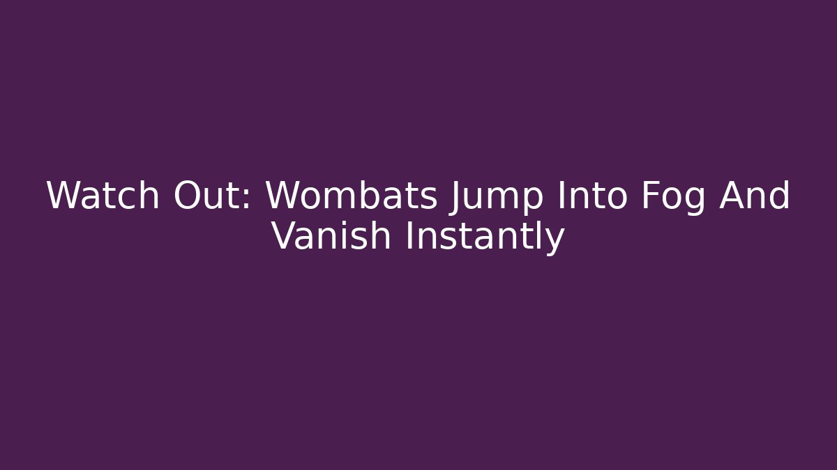 Watch Out: Wombats Jump Into Fog And Vanish Instantly