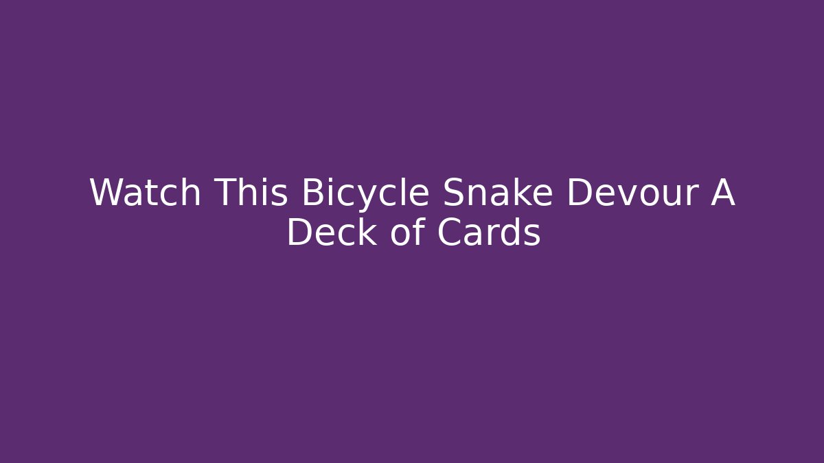 Watch This Bicycle Snake Devour A Deck of Cards - Buddy Program