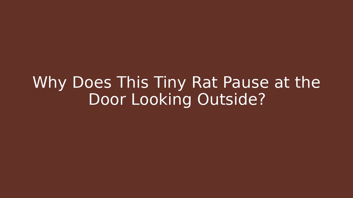 Why Does This Tiny Rat Pause at the Door Looking Outside?