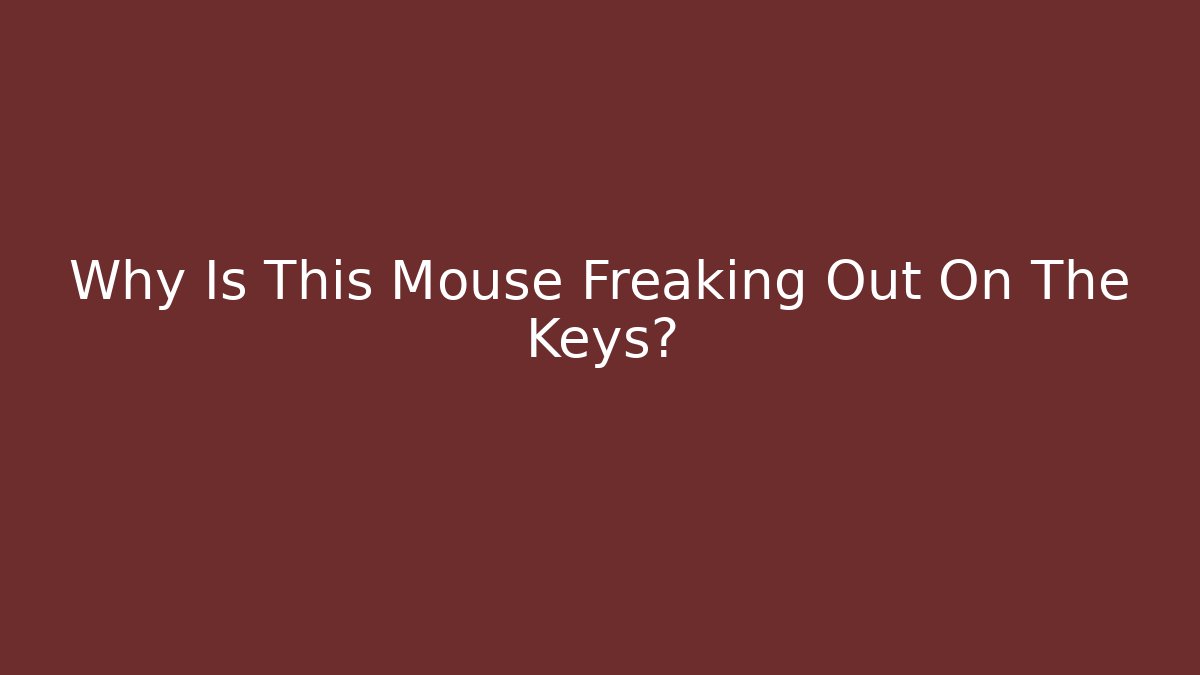 Why Is This Mouse Freaking Out On The Keys? - Buddy Program